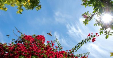 sky ceiling with red flowers and hummingbirds fluorescent light covers