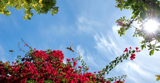 sky ceiling with red flowers and hummingbirds fluorescent light covers