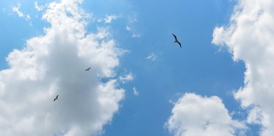 sky ceiling real del mar beach with frigatebirds fluorescent light covers