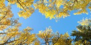 colorado aspen trees sky ceiling fluorescent light covers