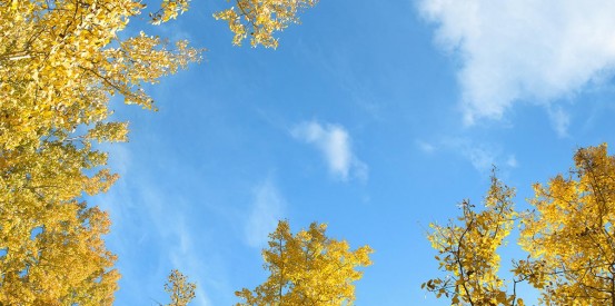 colorado aspen trees sky ceiling fluorescent light covers