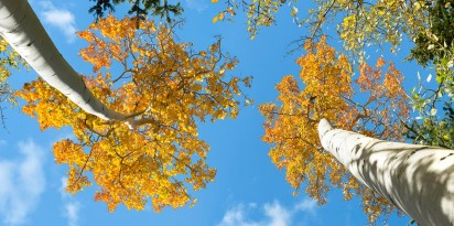 sky ceiling shown under aspen trees fluorescent light covers