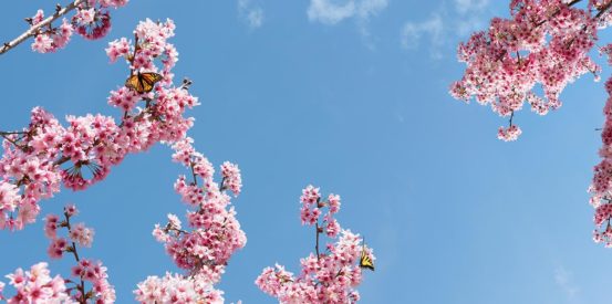 sky ceiling with cherry blossoms and butterflies fluorescent light covers