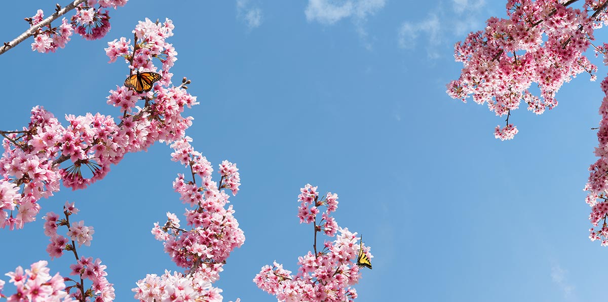 Sky☆blossomページ large-number-pink-cherry-