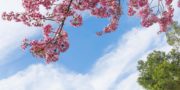 sky ceiling with cherry blossoms fluorescent light covers