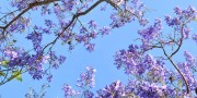 sky ceiling with purple trees fluorescent light covers