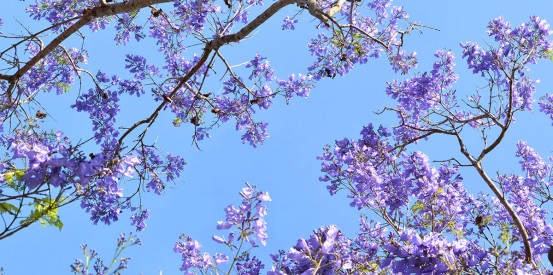 sky ceiling with purple trees fluorescent light covers