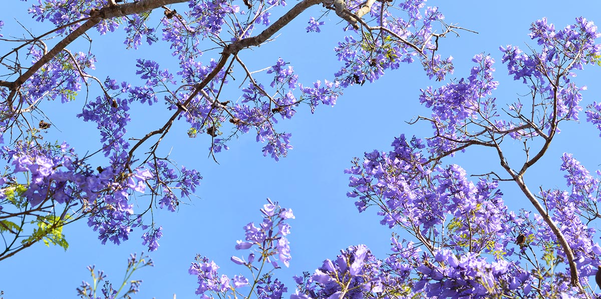 skyview a splash of purple fluorescent light covers beautiful fluorescent light panels
