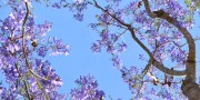 sky ceiling with purple trees fluorescent light covers