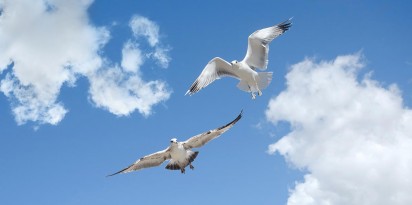 sky ceiling with seagulls fluorescent light covers