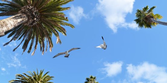 sky ceiling with palm trees and seagulls fluorescent light covers