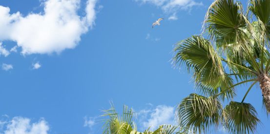 sky ceiling coronado bay with palm trees fluorescent light covers