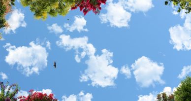 Sky Ceiling Murals