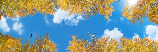 sky ceiling corridor with aspen trees fluorescent light covers in 8 panel layout