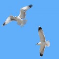 GA-0530_Seagull_Set1