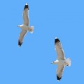 GA-0531_Seagull_Set2