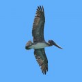 GA-0536_Pelican_Bird