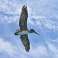 GA-0537_Pelican_6156