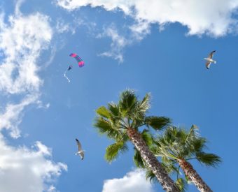 sky ceiling fluorescent light covers with palm trees and glider