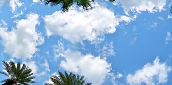 sky ceiling with palms fluorescent light covers