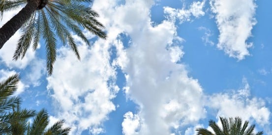 sky ceiling with palms fluorescent light covers