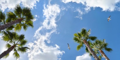 sky ceiling with palm trees fluorescent light covers