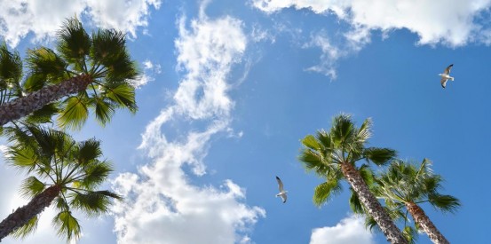 sky ceiling with palm trees fluorescent light covers