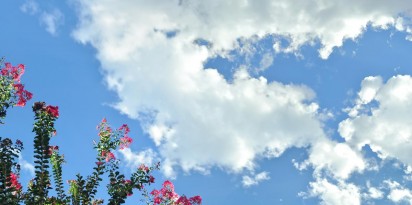 sky ceiling with blooming tree fluorescent light covers