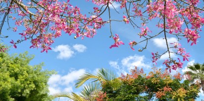 sky ceiling with pink trees fluorescent light covers