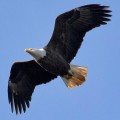 GA-0521_BirdEagle-6709